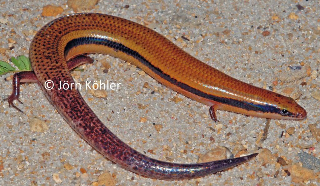 Bronze Sand Skink