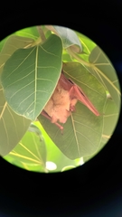 Myotis formosus flavus