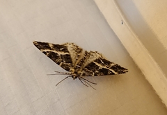 Harutalcis fumigata