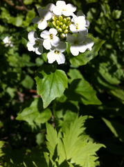 Cardamine cordifolia