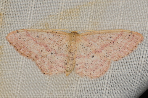 Scopula instructata