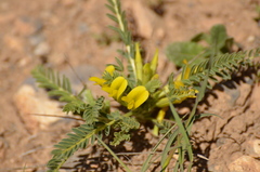 Astragalus grahamianus
