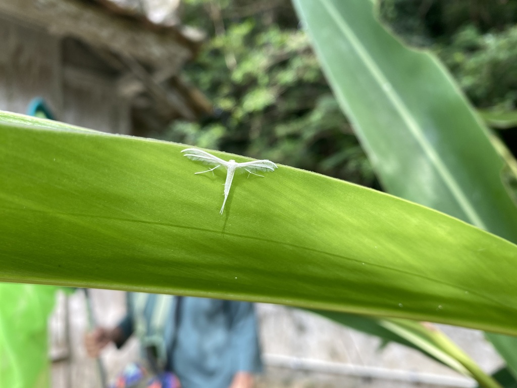 Pterophorus chionadelpha