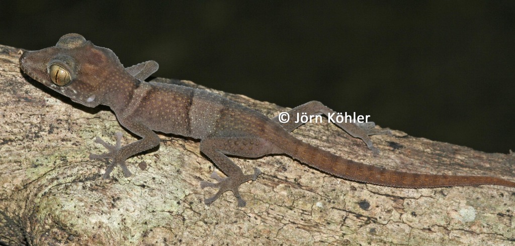 Spiny-tailed Leaf-toed Gecko