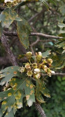 Pontic Hawthorn (Crataegus pontica)