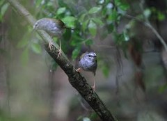 Myiothlypis leucoblephara
