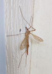 Tipula