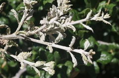 Cystotheca lanestris