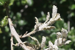 Cystotheca lanestris