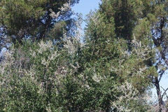 Cystotheca lanestris