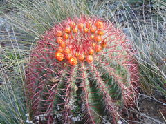 Ferocactus pilosus