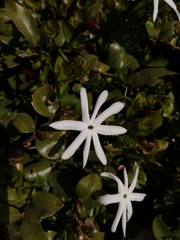Jasminum floribundum