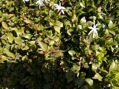 Jasminum floribundum