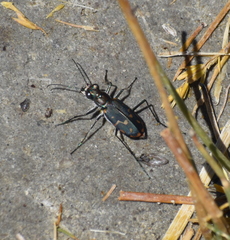 Cicindela haemorrhagica