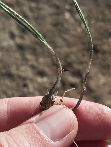 Allium seirotrichum