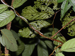 Lycodon tristrigatus