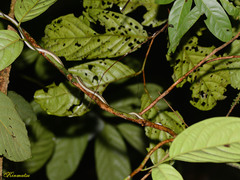 Lycodon tristrigatus