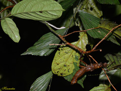 Lycodon tristrigatus