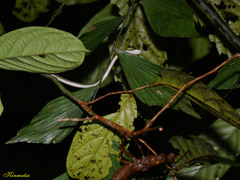 Lycodon tristrigatus