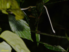 Lycodon tristrigatus