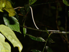 Lycodon tristrigatus