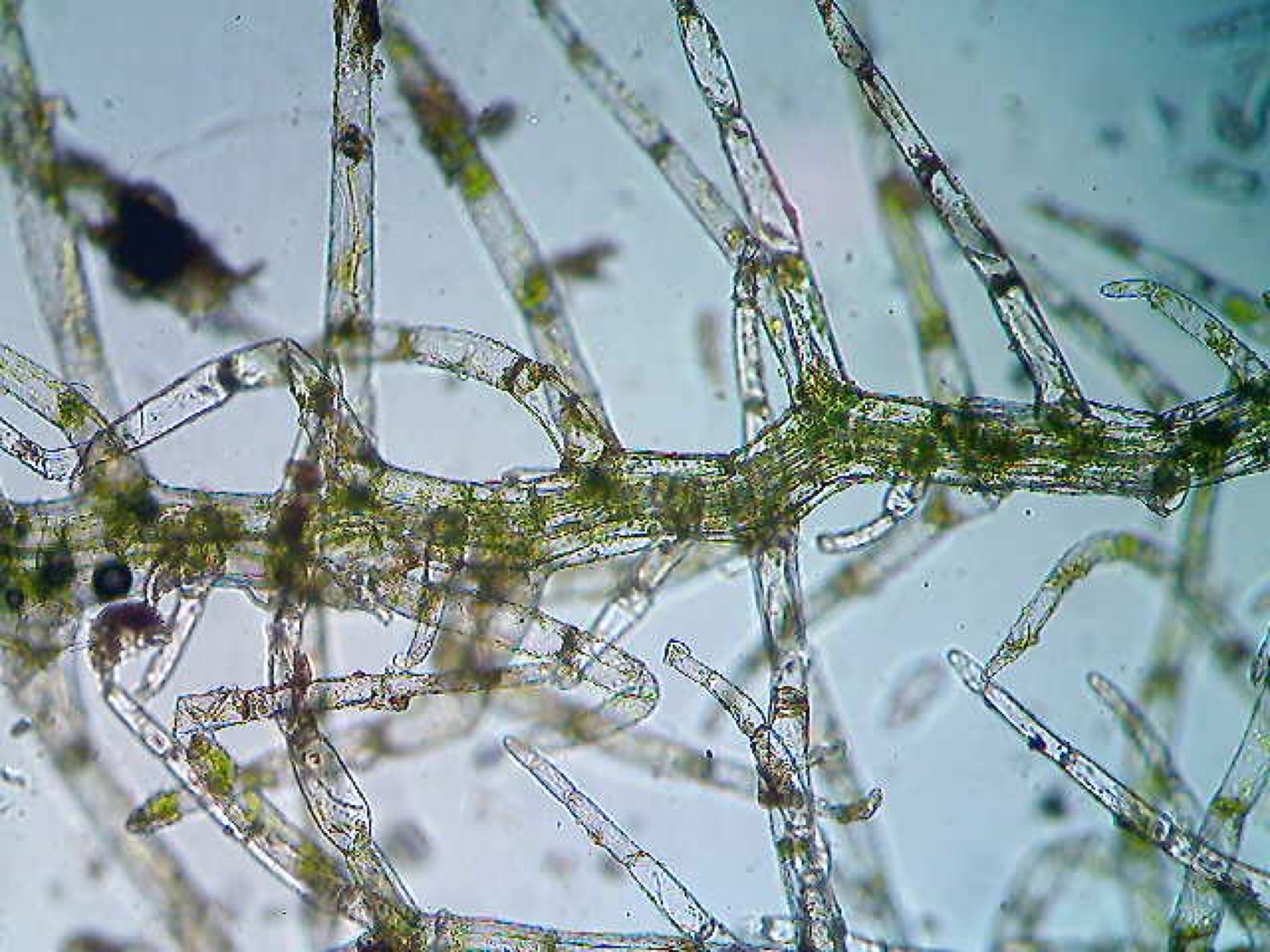 Telaranea longifolia