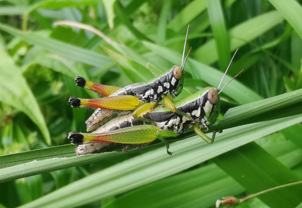 Caryanda neoelegans from Chang Phueak, Mueang Chiang Mai District ...
