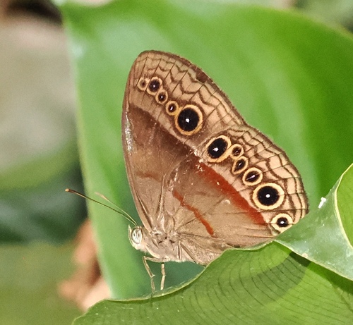 Mycalesis durga