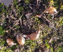 Succinea australis