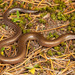 Günther's Dwarf Burrowing Skink - Photo (c) Tyrone Ping, some rights reserved (CC BY-NC)