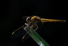 Crocothemis servilia
