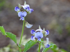 Crotalaria verrucosa