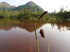 Carex pluriflora