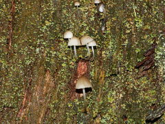 Mycena subgalericulata