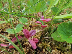 Exobasidium karstenii