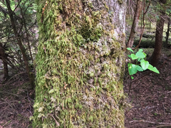 Pseudisothecium cardotii