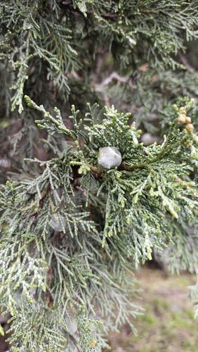 Persian juniper (Juniperus polycarpos)