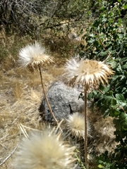 Cirsium andersonii