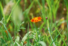 Tagetes erecta