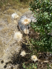 Cirsium andersonii