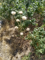 Cirsium andersonii