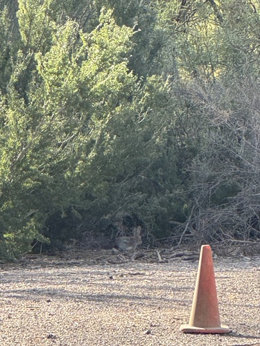 iNaturalist observation 2024-11-22