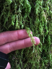 Pseudisothecium cardotii