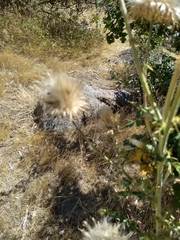 Cirsium andersonii