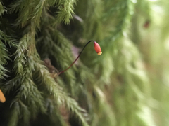 Pseudisothecium cardotii