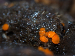 Cheilymenia coprinaria