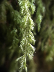 Pseudisothecium cardotii