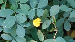 Arachis duranensis