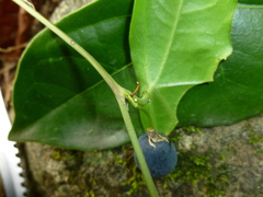 Passiflora coriacea