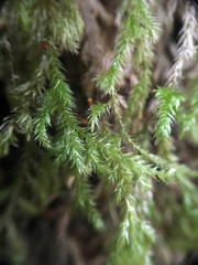 Pseudisothecium cardotii